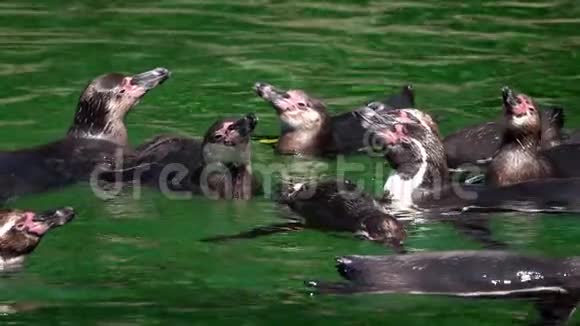 绿色纯净水中的动物企鹅视频的预览图