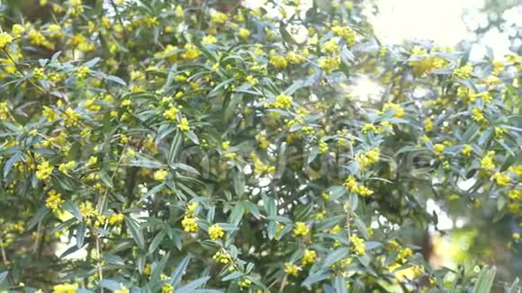 在风中凌乱明黄色的花贝檗菊也被称为冬季巴宝莉4k慢镜头拍摄视频的预览图