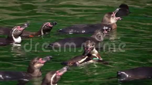 绿色纯净水中的动物企鹅视频的预览图