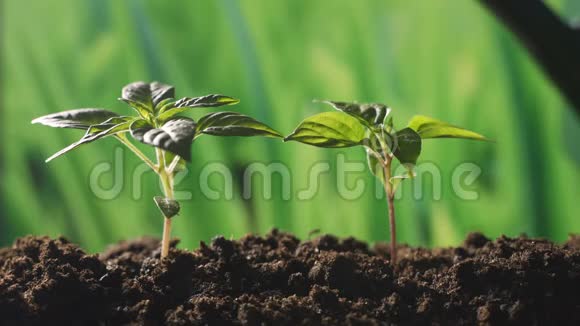植物生长在土壤的植物用手在阳光和绿色背景下浇水视频的预览图