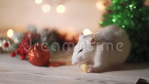 灰色的家鼠在圣诞节或新年装饰的背景下中国日历中的2020年符号视频的预览图