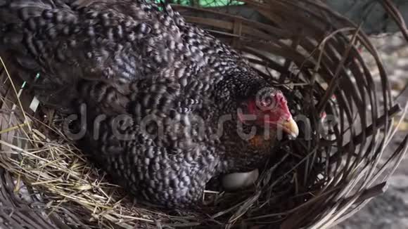 稻草巢中的母鸡孵蛋视频的预览图