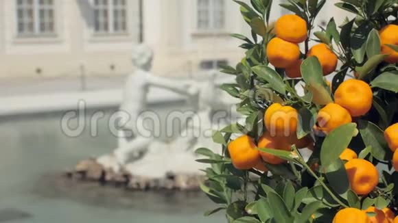 精美的巴洛克式小喷泉有杯形装饰的橘子树视频的预览图