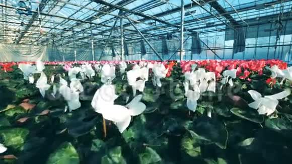 绿色植物中生长着白色粉红色和红色的花视频的预览图