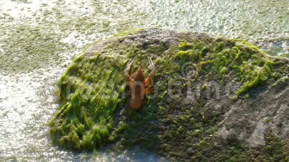 一条幼小河小龙虾在一块长满绿色水道的石头上向后移动视频的预览图