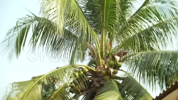 特写观椰子底部掌顶椰子掌4k视频的预览图