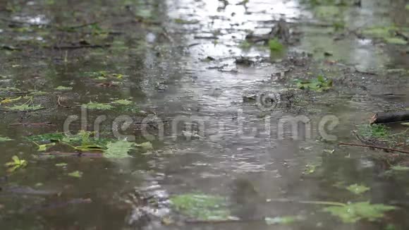 雨中公园里的路视频的预览图
