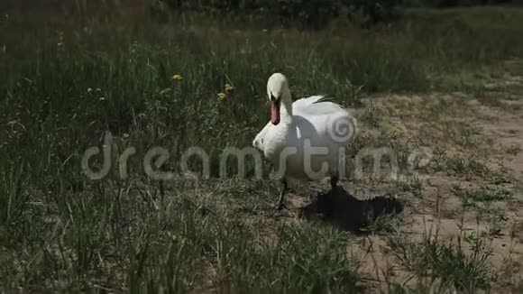 特写白天鹅在绿草上行走的肖像视频的预览图