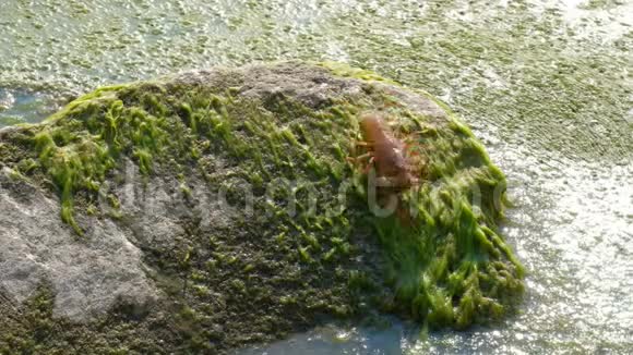 一只真正的欧洲或土耳其小龙虾慢慢地蠕动着湖泊或河流上的野生生物藻类和绿泥视频的预览图