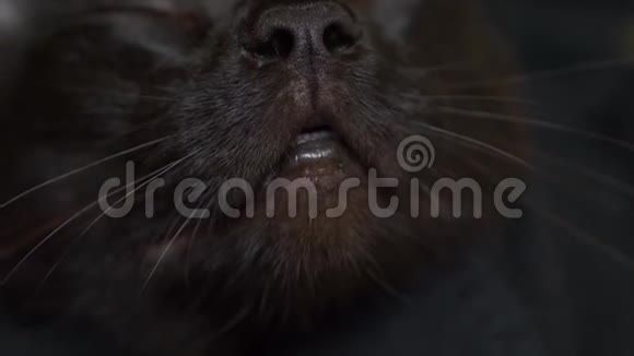 特写黑猫的鼻子和嘴巴猫嗅着什么舔着它4k慢动作视频的预览图