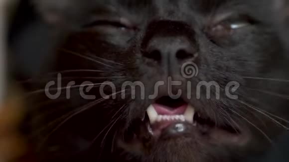 特写黑猫的鼻子和嘴巴猫闻到什么东西舔和喵4k慢动作视频的预览图