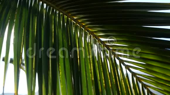 阳光透过热带微风吹动的棕榈树的枝条视频的预览图