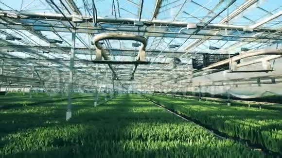 阳光下有绿苗的宽敞温室视频的预览图