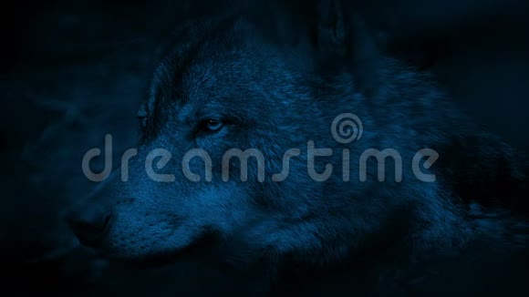 夜晚狼的侧视视频的预览图
