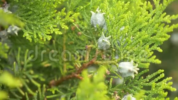 侧柏是柏科植物常绿针叶树的一个独特的属未成熟的生物群锥体视频的预览图