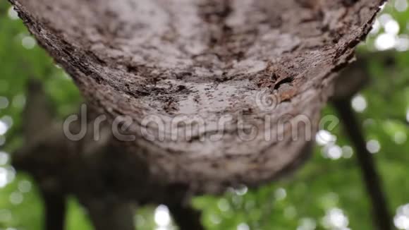 蚂蚁沿着树爬行视频的预览图