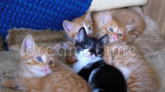 毛茸茸的可爱的四只小猫躺在家里的沙发上同时也是环顾四周的乐趣视频的预览图