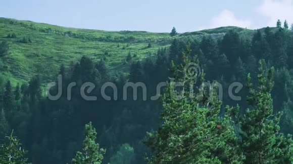 一座巨大的绿色森林山柯朱夫视频的预览图