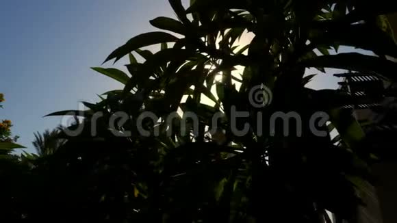 对着太阳射击特写太阳光线穿过黑暗的树叶轮廓视频的预览图
