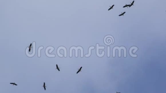 在蓝天上飞翔的黑鸟视频的预览图