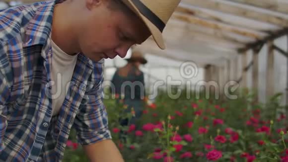 现代的玫瑰农人带着鲜花穿过温室触摸花蕾触摸屏幕视频的预览图