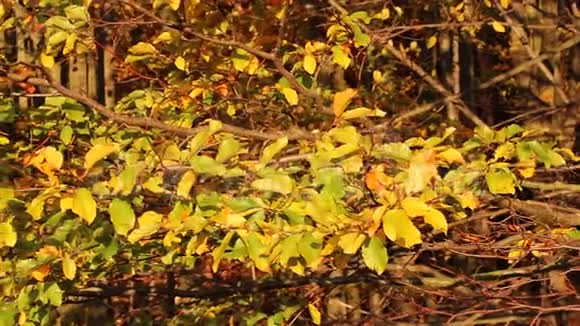 树枝上的五颜六色的秋叶视频的预览图