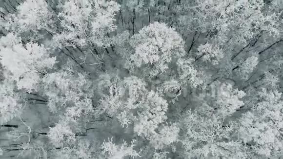 鸟瞰美丽的松树森林在雪中畏缩视频的预览图