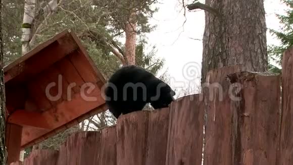 黑猫上楼走木栅栏视频的预览图