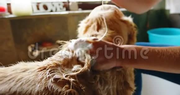 女人在浴室的狗身上涂洗发水视频的预览图