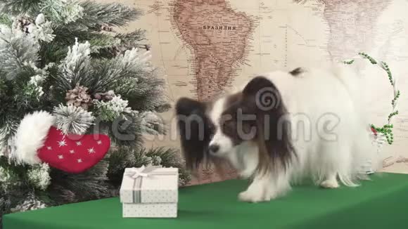 Papillon狗在新年树股票视频附近的礼品盒里得到一份礼物视频的预览图
