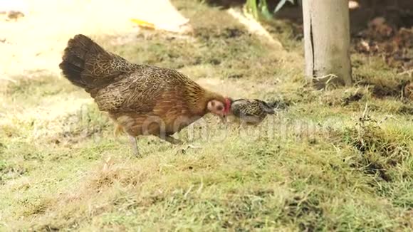 鸡妈妈带着婴儿在畜牧场的绿草上吃草妈妈带着小鸡宝宝在家禽草地上散步视频的预览图