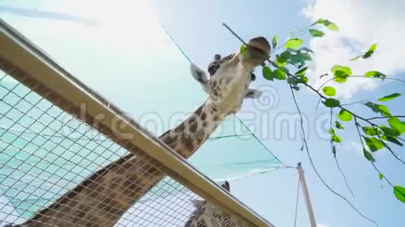 长颈鹿在动物园里吃带叶子的小树枝视频的预览图