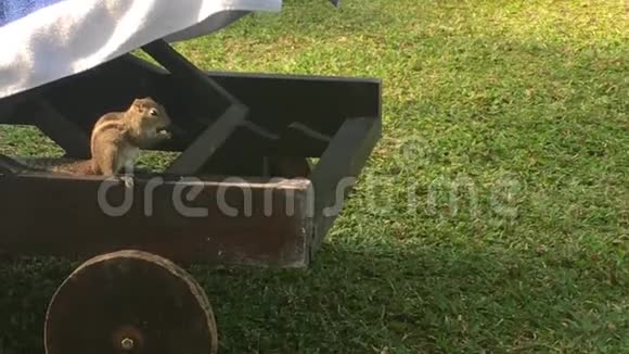 一只棕榈树松鼠在草地上吃坚果视频的预览图