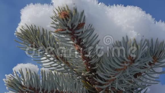 白雪覆盖的圣诞树明亮的阳光随着雪飘落雪花从树上飘落视频的预览图