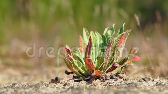 沙地里的田野植物视频的预览图