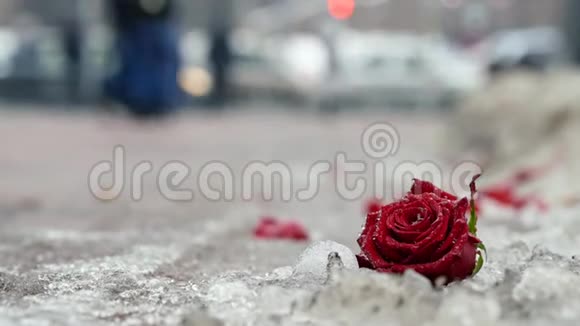 雪中盛开着鲜艳的玫瑰花蕾和花瓣视频的预览图