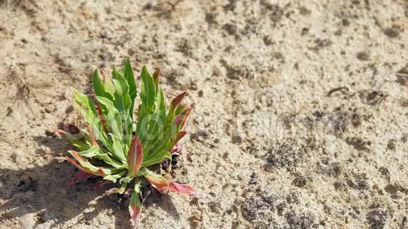 沙地里的田野植物视频的预览图