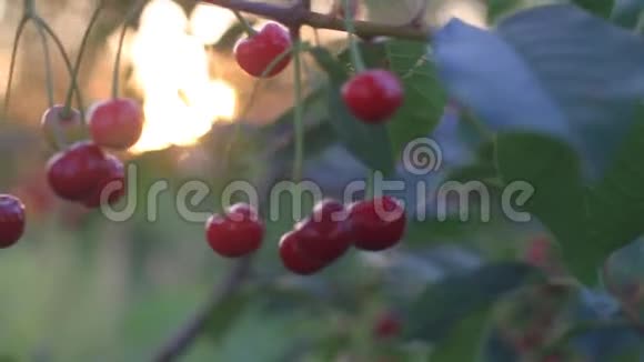 夕阳红樱桃摇曳在枝头视频的预览图