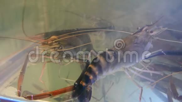 4K生的新鲜大河虾在水箱里准备在餐馆做饭视频的预览图
