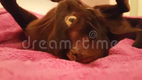 缅甸猫躺在床上视频的预览图