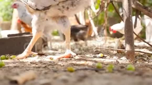 小鸡在地上行走特写镜头慢动作视频的预览图