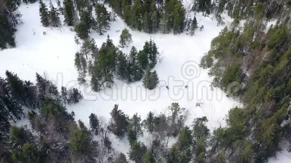 林中滑雪者骑行的俯视图录像晴天在针叶林狭窄的小路上进行极限滑雪视频的预览图