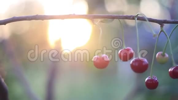 成熟的樱桃在夕阳下摇曳在枝头视频的预览图