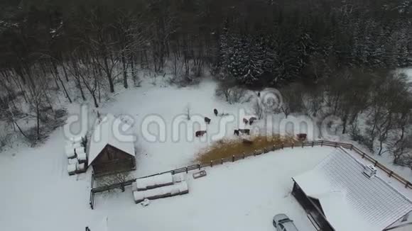 冬季农场的奶牛鸟瞰视频的预览图