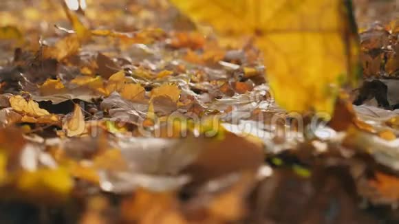 秋天林中黄枫叶落地的详细景色地面覆盖着干燥生动的树叶五彩缤纷视频的预览图