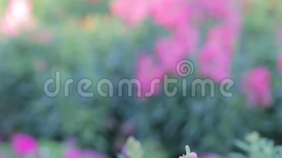 在阳光明媚的夏天或春天粉红蛇龙花和绿叶在蛇龙花花园蛇龙花视频的预览图