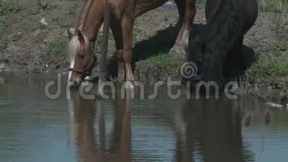 马喝视频的预览图