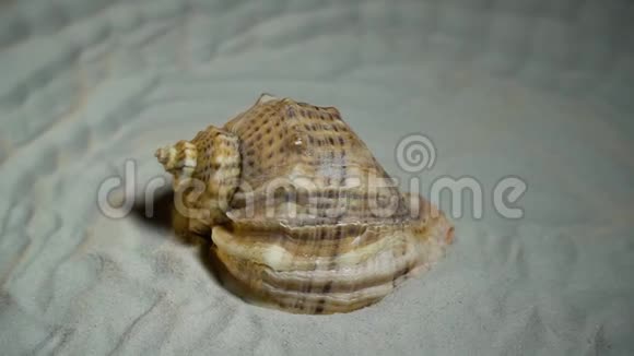 扭曲的贝壳躺在沙滩上视频的预览图