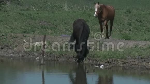 马喝视频的预览图