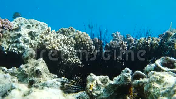 五颜六色的珊瑚礁中的海胆视频的预览图